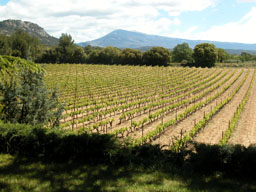 Dom. Tempier, Bandol