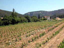 Ch. Ste Anne, Bandol
